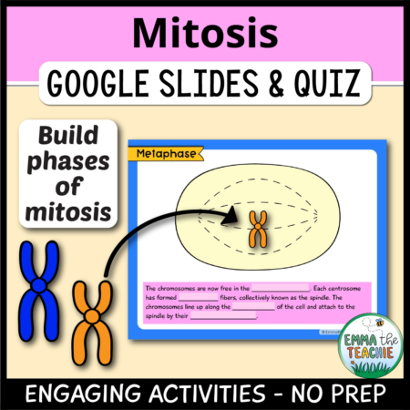 Cover image showing a sample slide and clipart of two chromosomes with the text "Build phases of mitosis". The title text reads, “Mitosis Google Slides and Quiz” and text on the bottom reads, “Engaging activities - no prep”