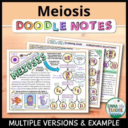 Cover image showing completed pages of the doodle notes against a wood background. The title text reads, “Meiosis Doodle Notes” and text on the bottom reads, “Multiple versions & example”