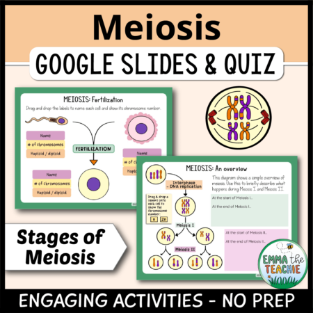 Cover image showing two sample slides and clipart of a cell undergoing meiosis. The title text reads, “Meiosis Google Slides and Quiz” and text on the bottom reads, “Engaging activities - no prep”