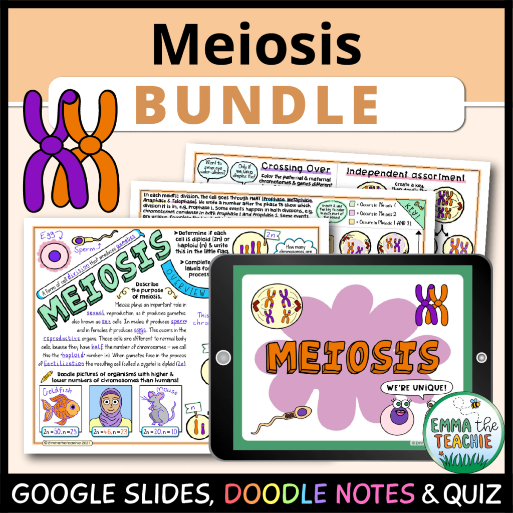 Cover image showing an iPad with Meiosis Google Slides and a set of Doodle Notes. The title text reads, “Meiosis Bundle” and the text on the bottom reads, “Google slides, doodle notes & quiz”.