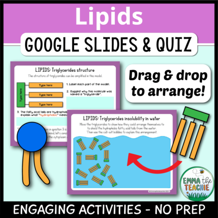 Cover image showing two sample slides and a picture of a phospholipid and a triglyceride. The title text reads, “Lipids Google Slides and Quiz” and text on the bottom reads, “Engaging activities - no prep”.