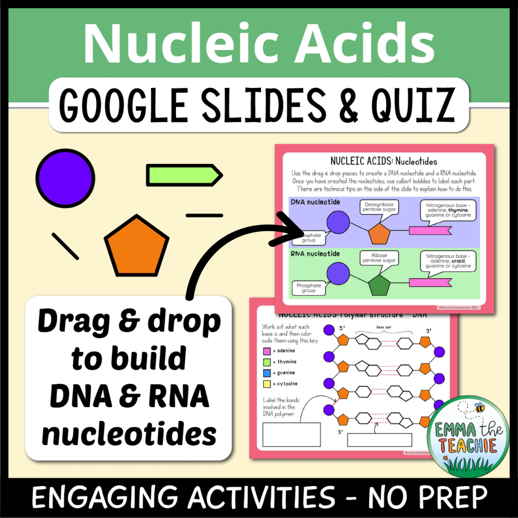 Nucleic Acids Google Slides Emmatheteachie
