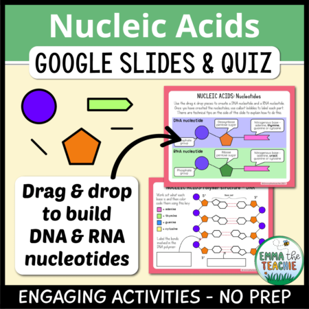 Cover image showing two sample slides and a picture of a drag and drop activity to build DNA and RNA nucleotides. The title text reads, “Nucleic Acids Google Slides and Quiz” and text on the bottom reads, “Engaging activities - no prep”.