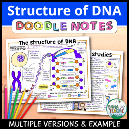 Cover image showing completed pages of the doodle notes against a wood background. The title text reads, “Structure of DNA Doodle Notes” and text on the bottom reads, “Multiple versions & example”.