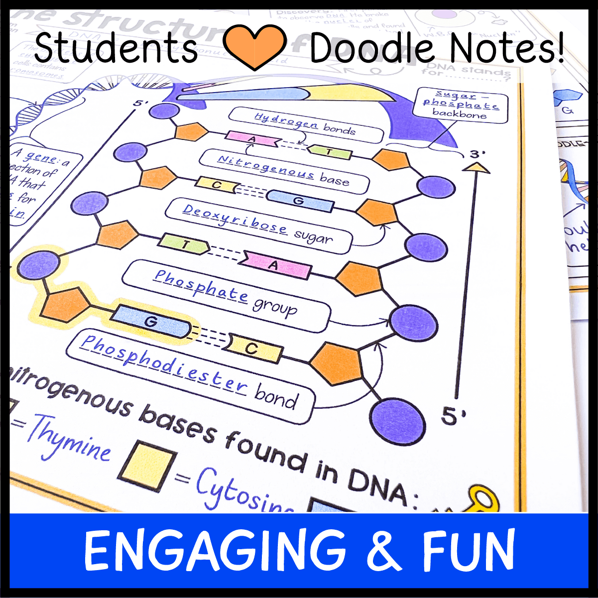 The Structure of DNA Doodle Notes - Emmatheteachie