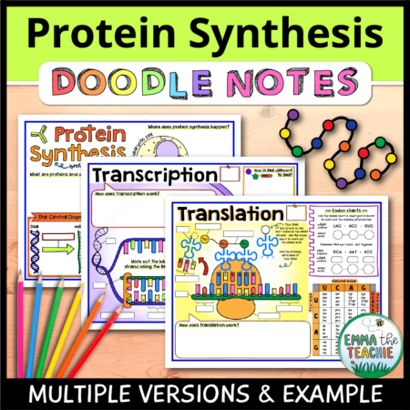 Cover image showing completed pages of the doodle notes against a wood background. The title text reads, “Protein Synthesis Doodle Notes” and text on the bottom reads, “Multiple versions & example”.