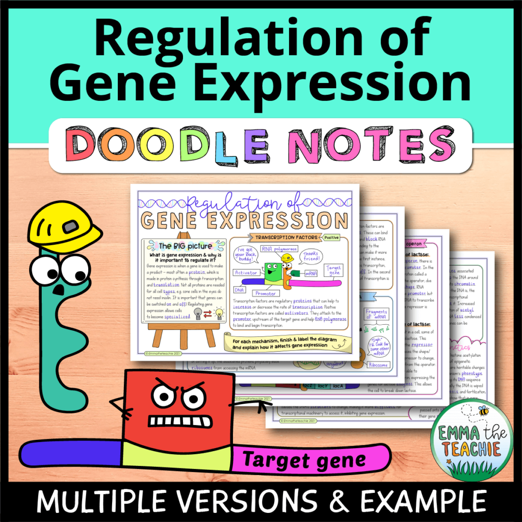 Regulation of Gene Expression Doodle Notes Emmatheteachie