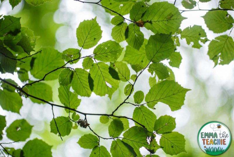 A photo showing the green leaves of a tree.