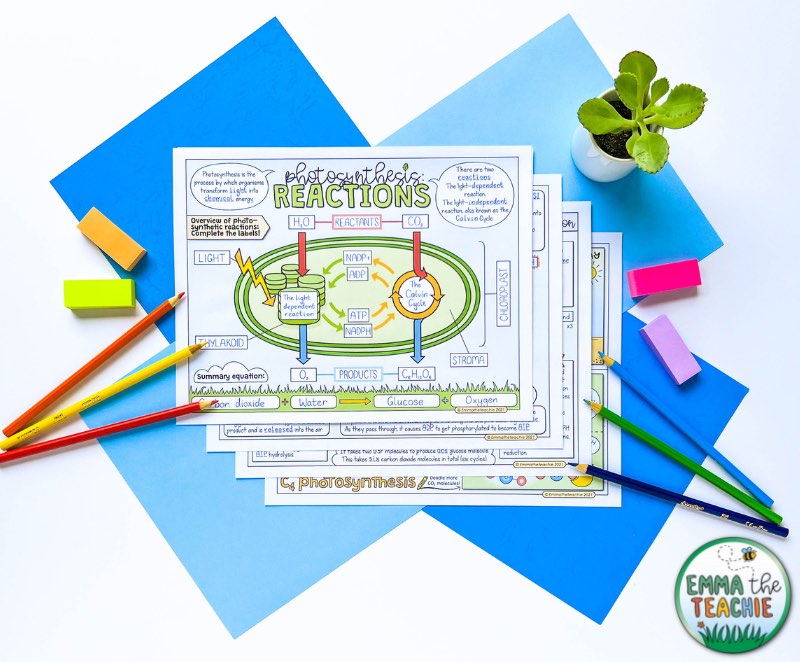 A close up of a completed set of Doodle Notes showing the photosynthesis reactions and a doodle of the chloroplast where the reactions take place.