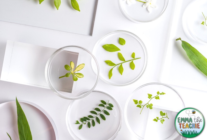 An image showing a laboratory area. In the laboratory area, there are various green plants in petri dishes.