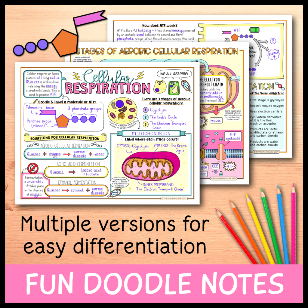 Cellular Respiration Lesson - Emmatheteachie Resources