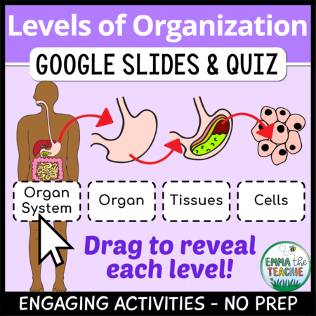 Cover image showing a picture of the different levels of organization in the digestive system. The title text reads, “Levels of Organization Google Slides and Quiz” and text on the bottom reads, “Engaging activities - no prep”.