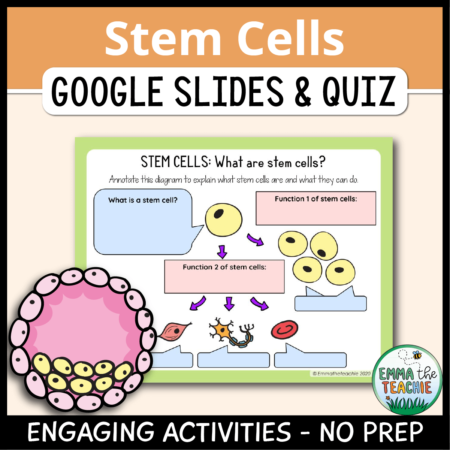 Cover image showing two sample slides and a picture. The title text reads, “Stem Cells Google Slides and Quiz” and text on the bottom reads, “Engaging activities - no prep”.