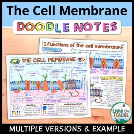 Cover image showing completed pages of the doodle notes against a wooden background. The title text reads, “The Cell Membrane Doodle Notes” and text on the bottom reads, “Multiple versions & example”.