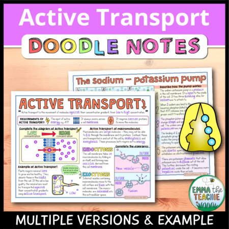 Cover image showing completed pages of the doodle notes against a wooden background. The title text reads, “Active Transport Doodle Notes” and text on the bottom reads, “Multiple versions & example”.