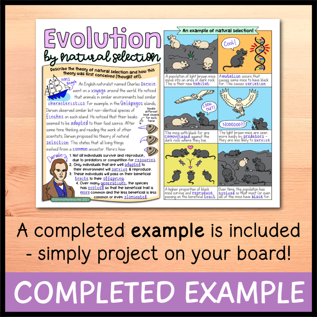 Evolution And Natural Selection Doodle Notes Emmatheteachie