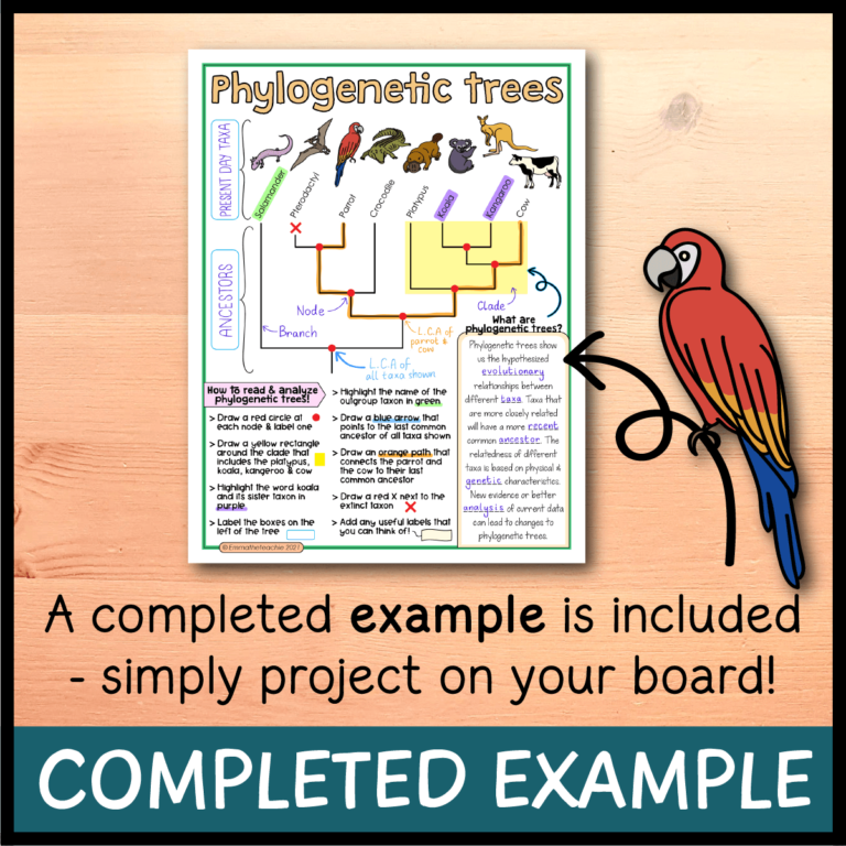 Phylogenetic Trees Doodle Notes - Emmatheteachie