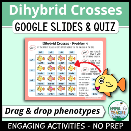 Cover image showing a sample slide and a picture of a fish getting dragged and dropped into a dihybrid cross. The title text reads, “Dihybrid Crosses Google Slides and Quiz” and text on the bottom reads, “Engaging activities - no prep”. Text in an arrow reads, "Drag & drop phenotypes".