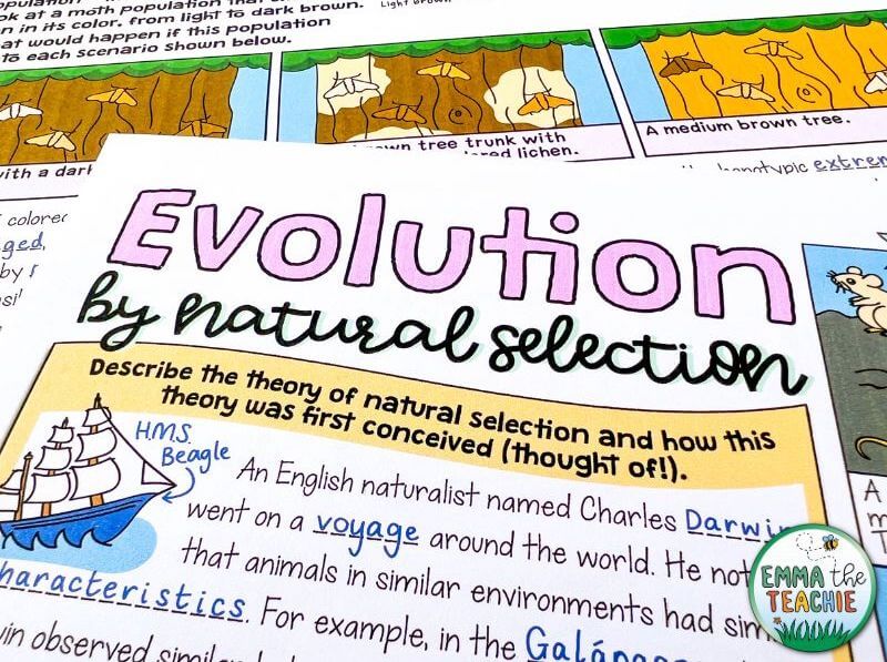 An image of a portion of a completed set of Doodle Notes about evolution by natural selection.