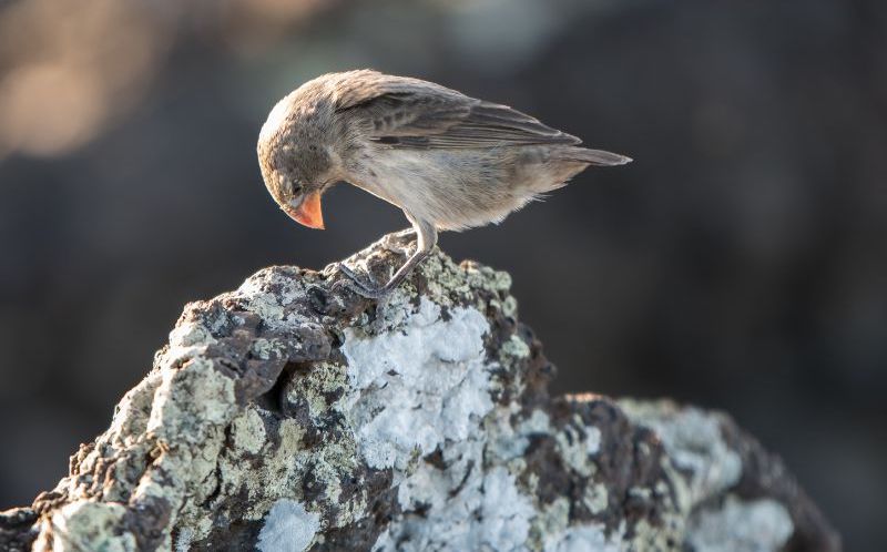 An image of a Galapagos finch sitting on a rock.